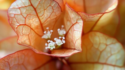 Wall Mural - Delicate Flower Petals