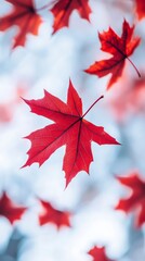 Canvas Print - Red maple leaf falling through blurred background