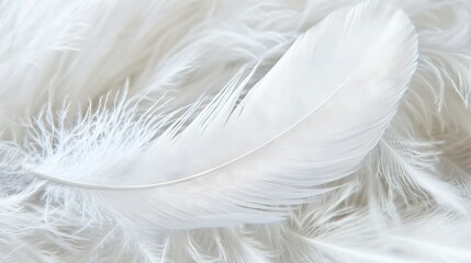 Poster -   A close-up of a white feather on a bed of white feathers, the feathers are almost as large as the feather itself