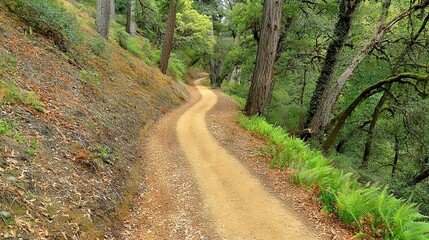 Canvas Print -   Dirt road surrounded by tall trees on both sides, leading to a lush green hillside