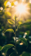 Wall Mural - Small plant growing towards sunlight in nature