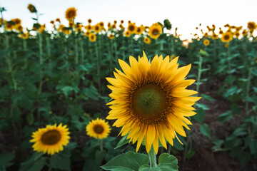 field of sunflowers