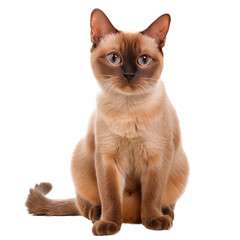 Burmese cat. Isolated on transparent background.