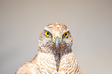 Close-up portrait of a hawk with striking yellow eyes and intricate feather patterns, symbolizing keen vision and predatory instincts in nature