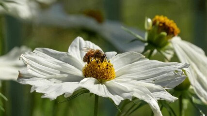 Sticker - close-up of a honey bee (Apis mellifera) feeding on Cosmos (Cosmos bipinnatus) flower