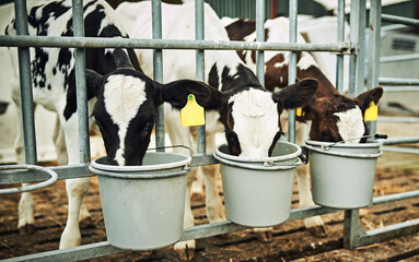 Farming, cows and drink at fence with bucket for nutrition at sustainable small business in milk production. Growth, agriculture and dairy development in pen with food, calf and feeding barn animals