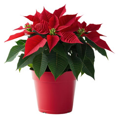 png poinsettia plant poinsettia flower leaves.