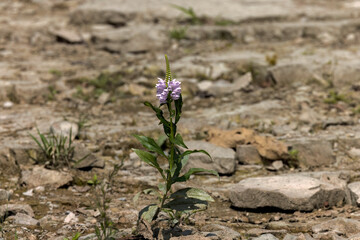 Wall Mural - Physostegia virginiana, the obedient plant, obedience or false dragonhead.