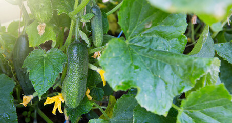 The bush cucumbers hang on the trellis in the garden .