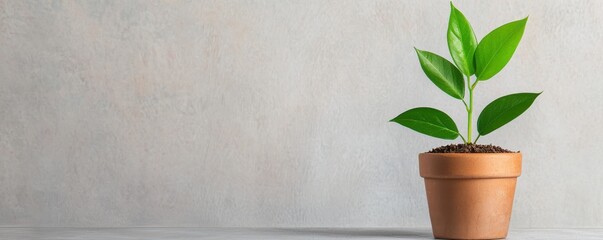 A healthy green plant in a terracotta pot against a soft gray background, perfect for home decor or gardening themes.