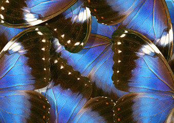 Aufkleber - bright blue wings of a tropical morpho butterfly. ornament of butterfly wings. close up   
