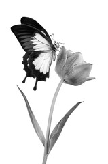 Aufkleber - bright tropical ulysses butterfly on a tulip flower in dew drops isolated on white. black and white