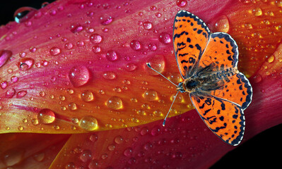Aufkleber - bright red butterfly on a pink tulip petals in dew drops. close up