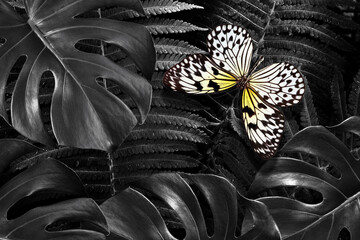 Aufkleber - rice paper butterfly on tropical leaves in the forest, black and white. exotic tropical leaves and butterfly background. fern and monstera