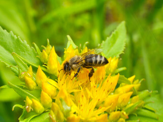Aufkleber - A bee collects nectar and pollen from the inflorescence of Rhodiola rosea.
Rhodiola rosea in the form of tea is used to relieve fatigue, overwork, to increase performance and endurance. Pollen plant a