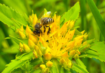 Fototapete - A bee collects nectar and pollen from the inflorescence of Rhodiola rosea.
Rhodiola rosea in the form of tea is used to relieve fatigue, overwork, to increase performance and endurance. Pollen plant a