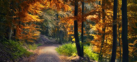 Wall Mural - Beautiful path in a forest in autumn, with orange tree branches hanging over a dirt road like an arch