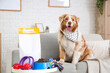© Pixel-Shot - Australian Shepherd dog sitting on sofa and table with dry pet food at home