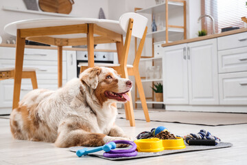 Canvas Print - Australian Shepherd dog, toys, yellow feeder with dry pet food and water at home