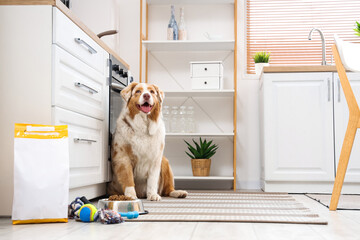 Canvas Print - Australian Shepherd dog with tasty pet food and toys on floor in kitchen