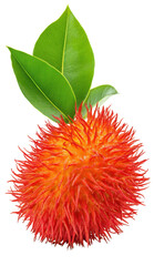 A vibrant, fresh rambutan fruit with lush green leaves, showcasing its unique texture and bright red color against a white background.