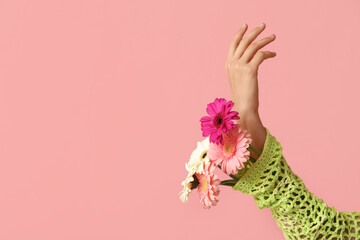 Wall Mural - Female hand holding beautiful gerbera flowers on pink background