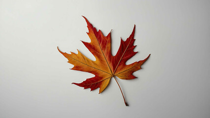 Canvas Print - Maple leaf with plain background