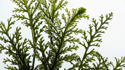 Canvas Print - Seaweed with plain white background