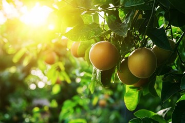 Wall Mural - Sunlit Passion Fruit Tree with Ripe Fruit