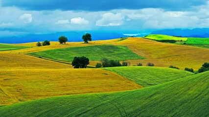 Wall Mural - Aerial view of green and yellow wheat fields natural landscape in summer in Xinjiang. Farmland scenery on the mountain in China.