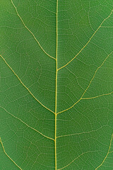 A leafy green leaf with a yellow vein