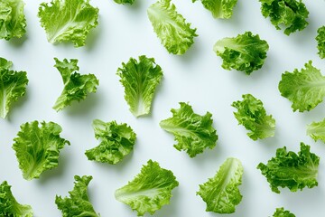 Wall Mural - green lettuce leaves on white background for salad , ai