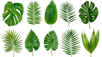 Wall Mural - Green Tropical Leaves Collection Isolated on White Background