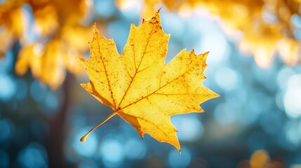 Autumn yellow leaf closeup Bright orange tree change Blur bokeh on background Golden color in park Light sunny warm october day Red leaves in garden Sun in blue sky Fall nature woods s : Generative AI