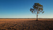 © aun - A lone eucalyptus tree standing tall in the Australian Outback, casting a shadow on the sunbaked ground beneath