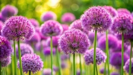 Closeup of beautiful Allium flowers blooming in a garden, blooming, botanical, purple, petals, close-up, vibrant, nature