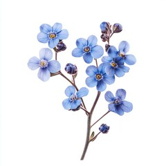 Photo of a charming forget me not on a solid white background. isolated on white background.