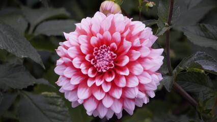 pink dahlia flower in garden