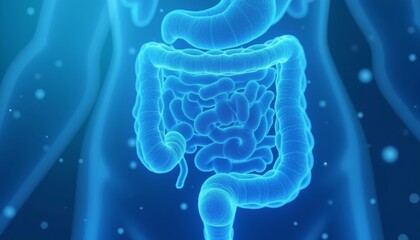 Poster -  3D rendering of human gastrointestinal tract