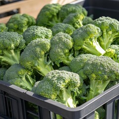 Canvas Print - A crate of fresh broccoli (Brassica oleracea), with bright green florets ready for market sale