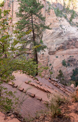 Landscape in Zion national park