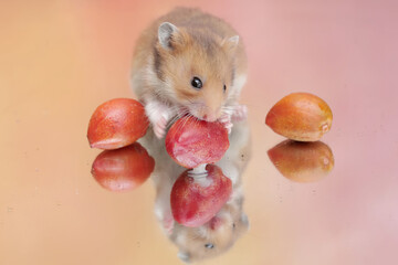 Wall Mural - A Campbell dwarf hamster is eating ripe peanut butter. This rodent has the scientific name Phodopus campbelli.