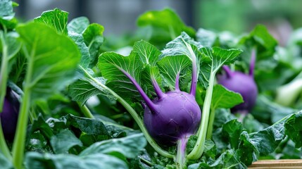 Wall Mural - A close-up of market-ready kohlrabi (Brassica oleracea), with its bulbous purple stem and green leaves