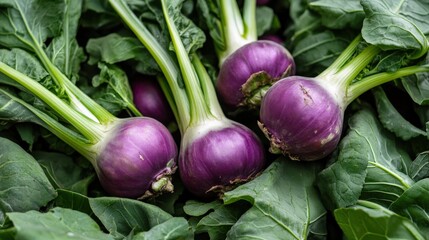 Wall Mural - A close-up of market-ready kohlrabi (Brassica oleracea), with its bulbous purple stem and green leaves