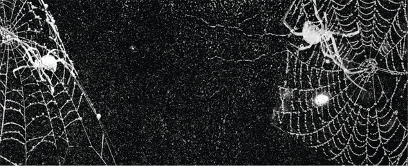 Wall Mural - Spiders in the web isolated on black grunge background. Cobweb frame. Halloween party. design. Halloween decoration. Gothic style. Panoramic backdrop	