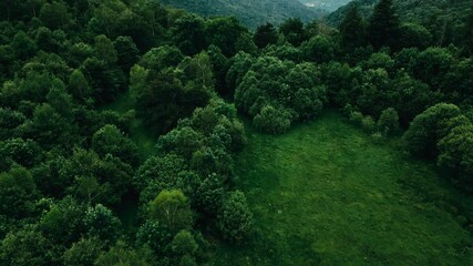 Wall Mural - A lush green forest with a small clearing in the middle on the italian alps aerial drone shot. The trees are tall and dense, and the sky is cloudy. Peaceful and serene forest.