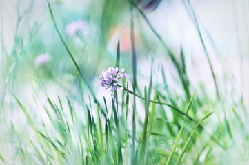 Nature background with spring flowers. Selective and soft focus. Close up