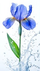 Wall Mural - Blue iris flower with water splash.