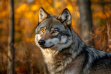 A wolf with piercing yellow eyes stares intently into the distance, its fur glowing in the warm autumn sunlight.