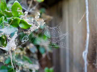 spider web with dew drops